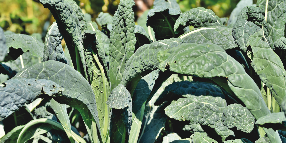 Kale